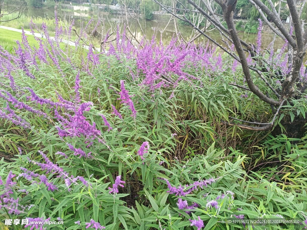 紫色花叢中的自然景致