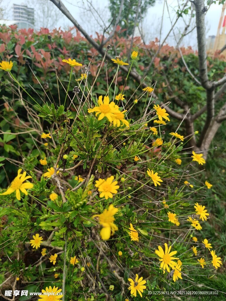 春日爛漫黃花綻放