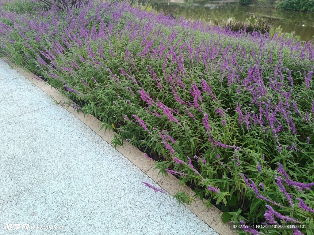 路邊紫色花卉綻放