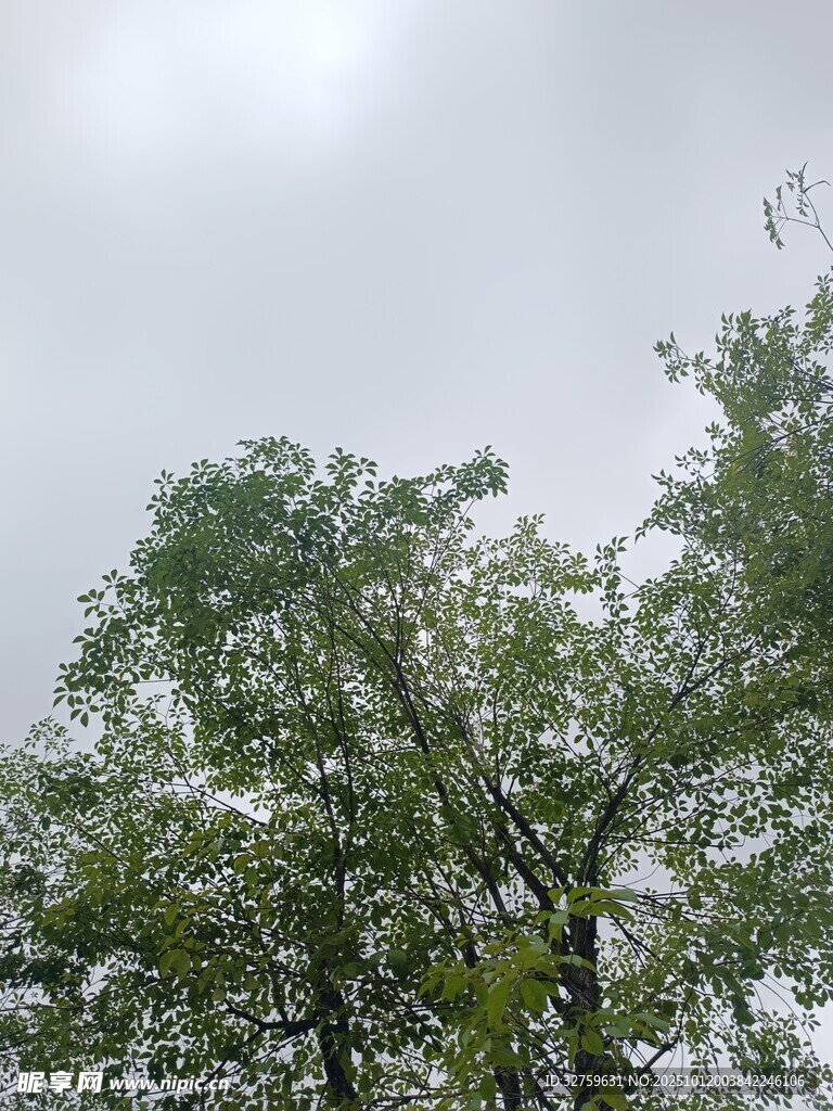 仰視綠樹與天空景象