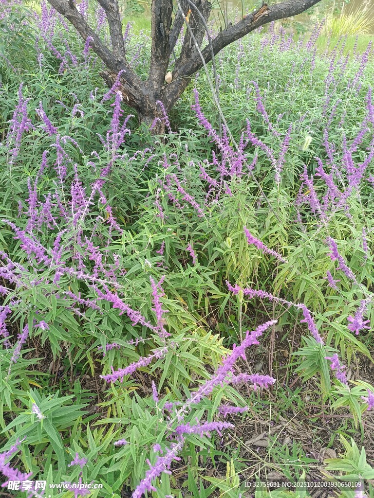 樹下綻放的紫色花卉