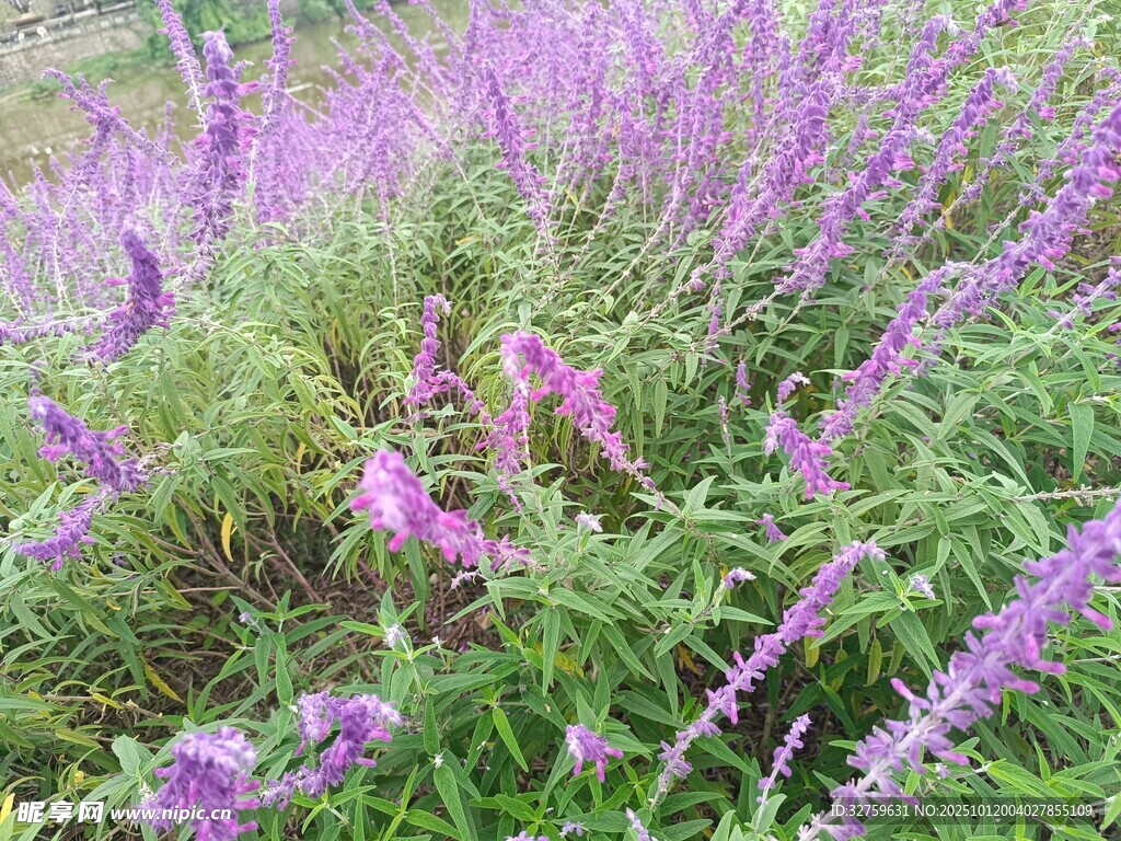 紫色薰衣草花田美景