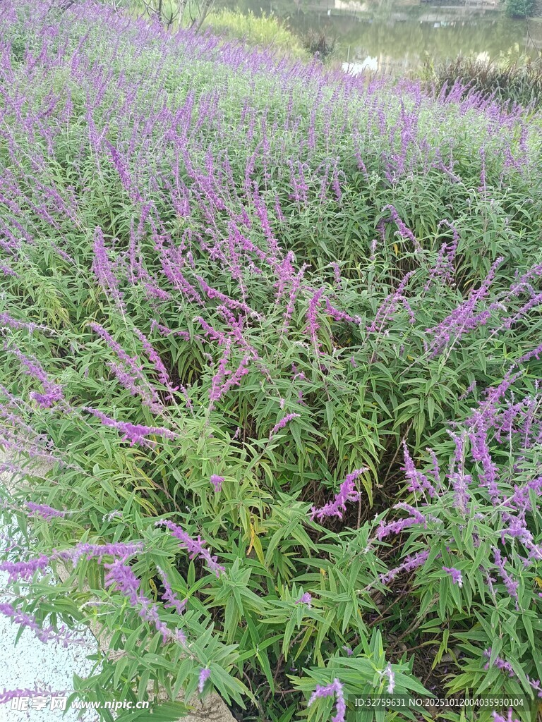 紫色花叢景觀
