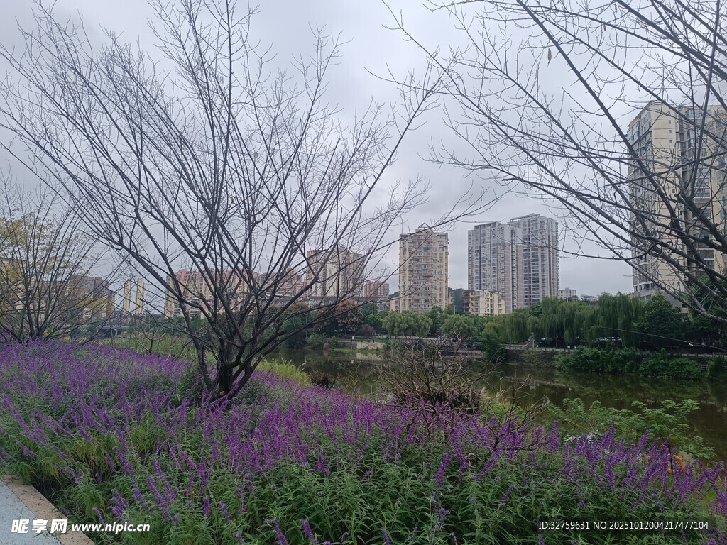 城市中綻放的紫色花卉景觀
