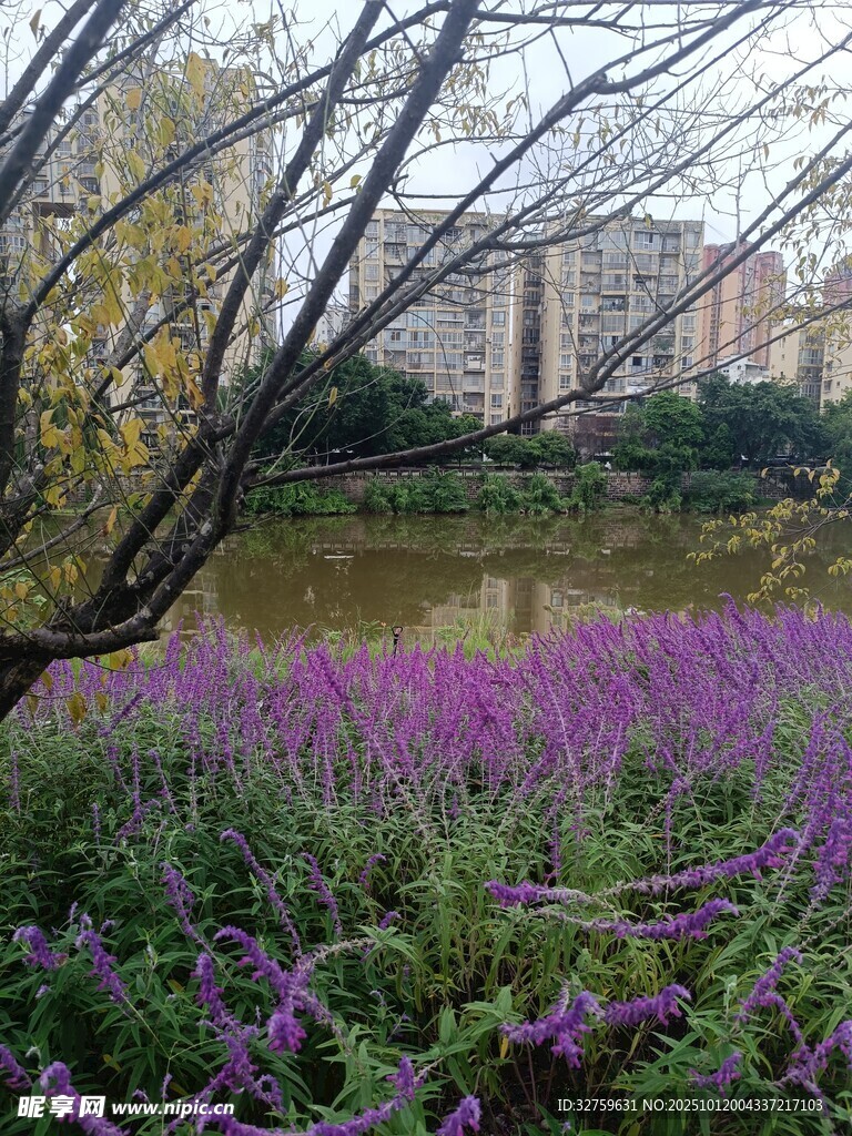 湖畔紫花與遠(yuǎn)處高樓美景