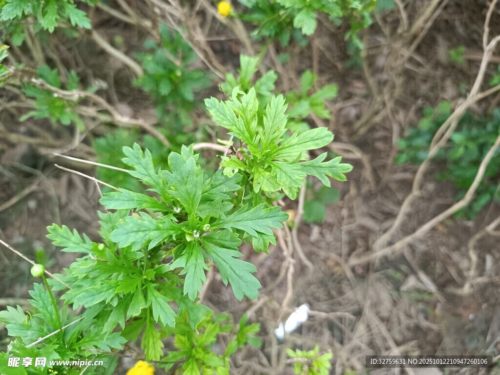 綠色植物特寫(xiě)
