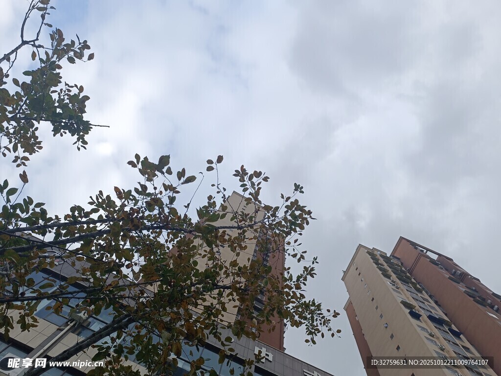 城市樓宇間的繁茂綠樹