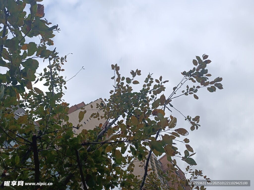 仰視樹木與天空景象