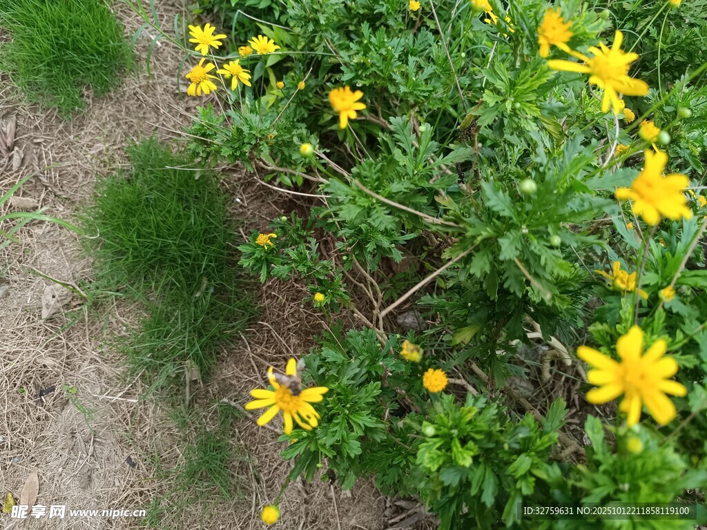 黃色小花叢