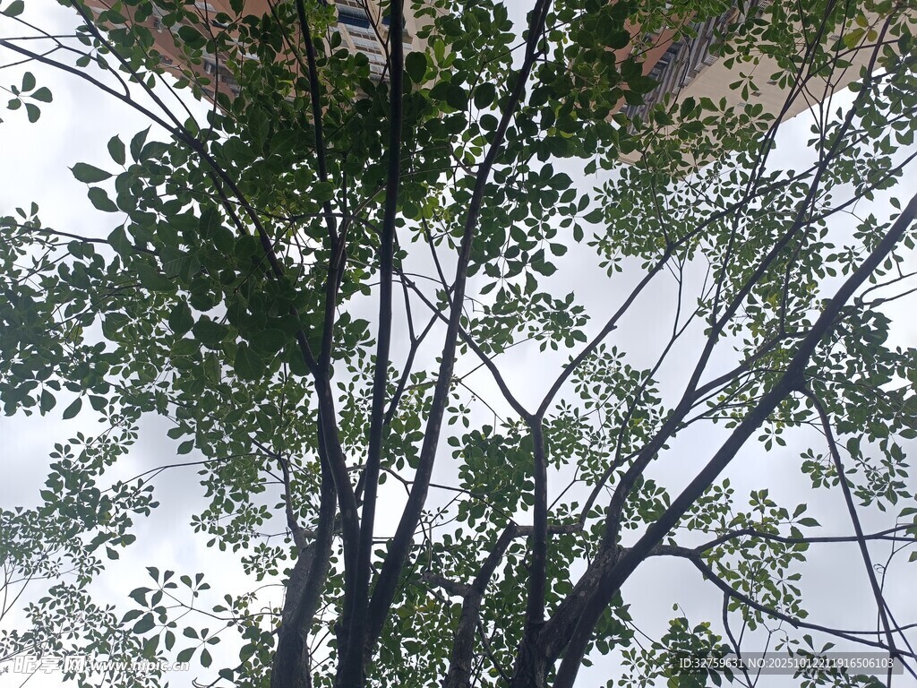 仰視繁茂樹木枝葉