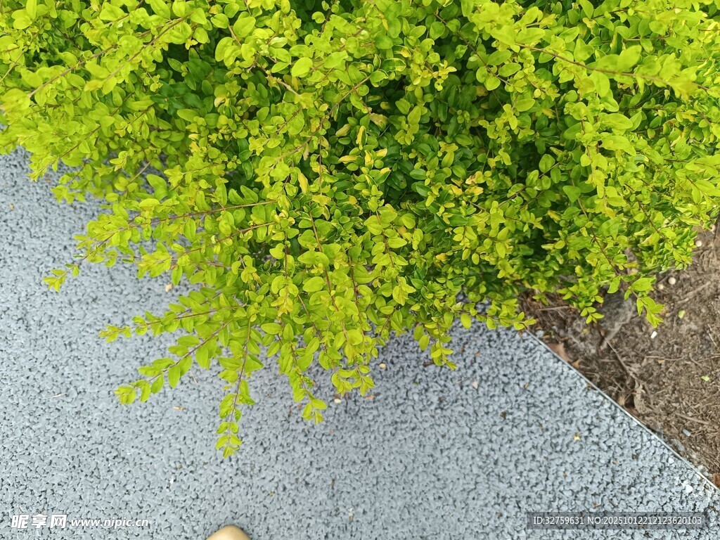 翠綠灌木旁的灰色路面