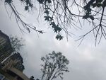 仰視樹枝與天空中的樹木