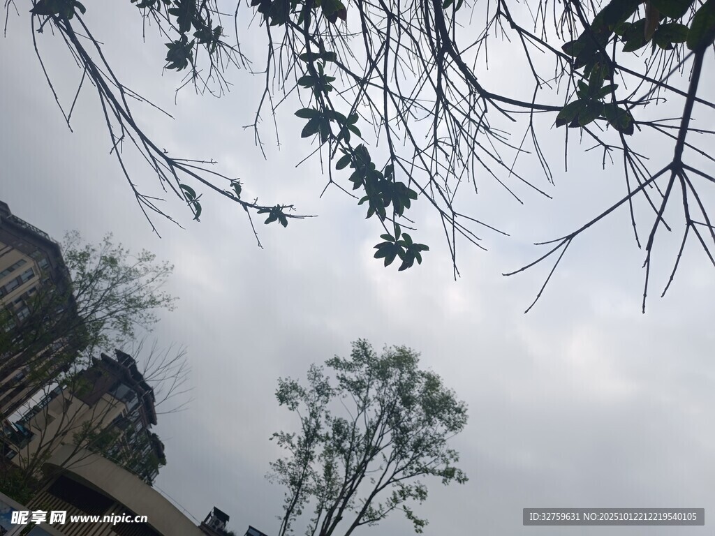 仰視樹枝與天空中的樹木
