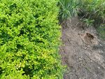 綠植旁的泥土痕跡