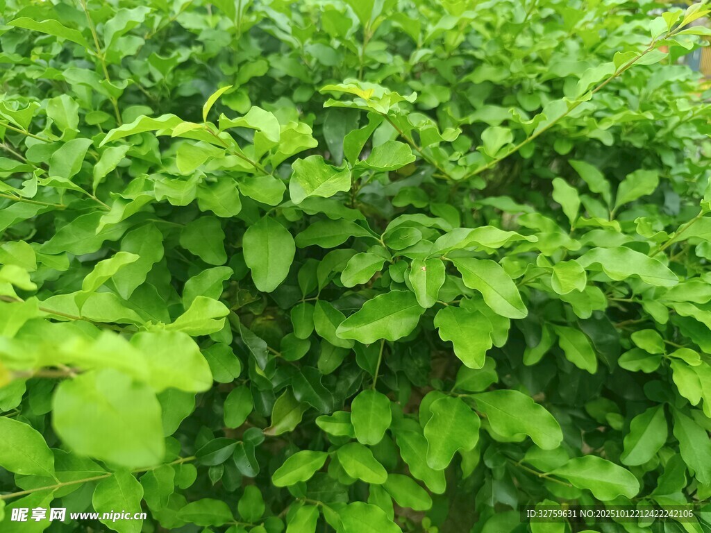 翠綠繁茂的綠植景觀