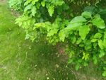 翠綠繁茂的植物景觀