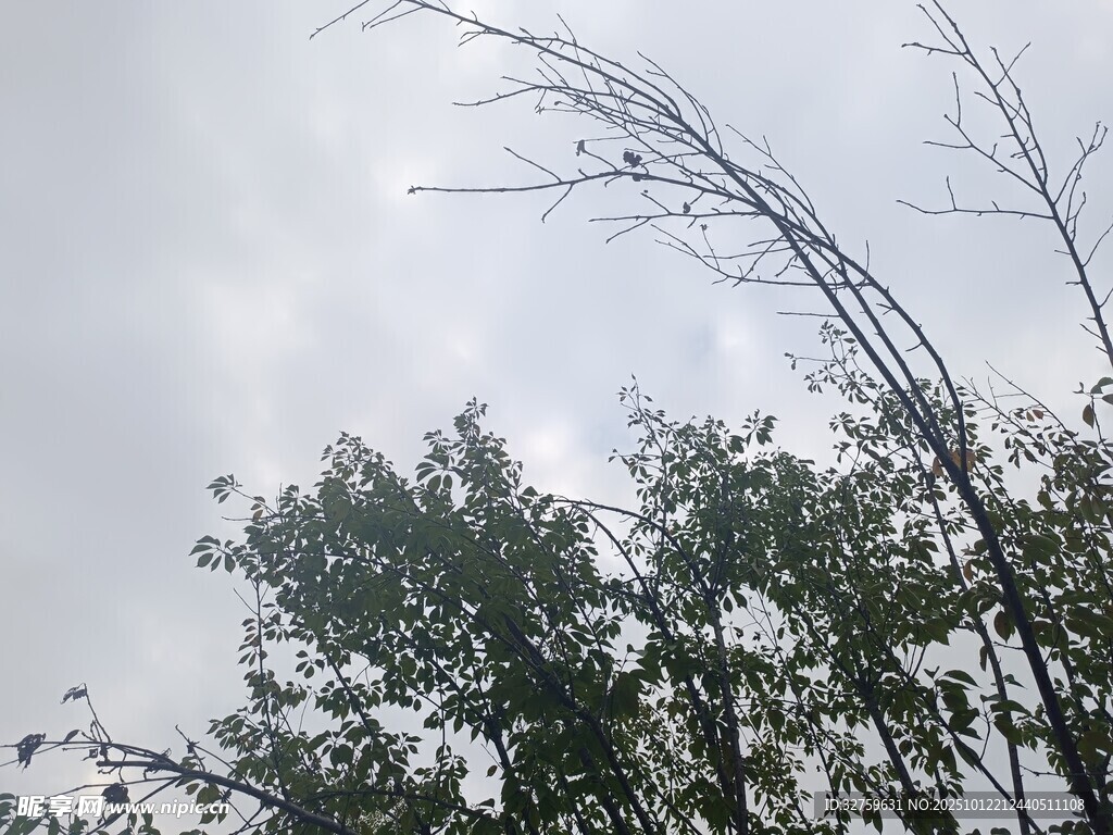 雪覆樹(shù)枝 