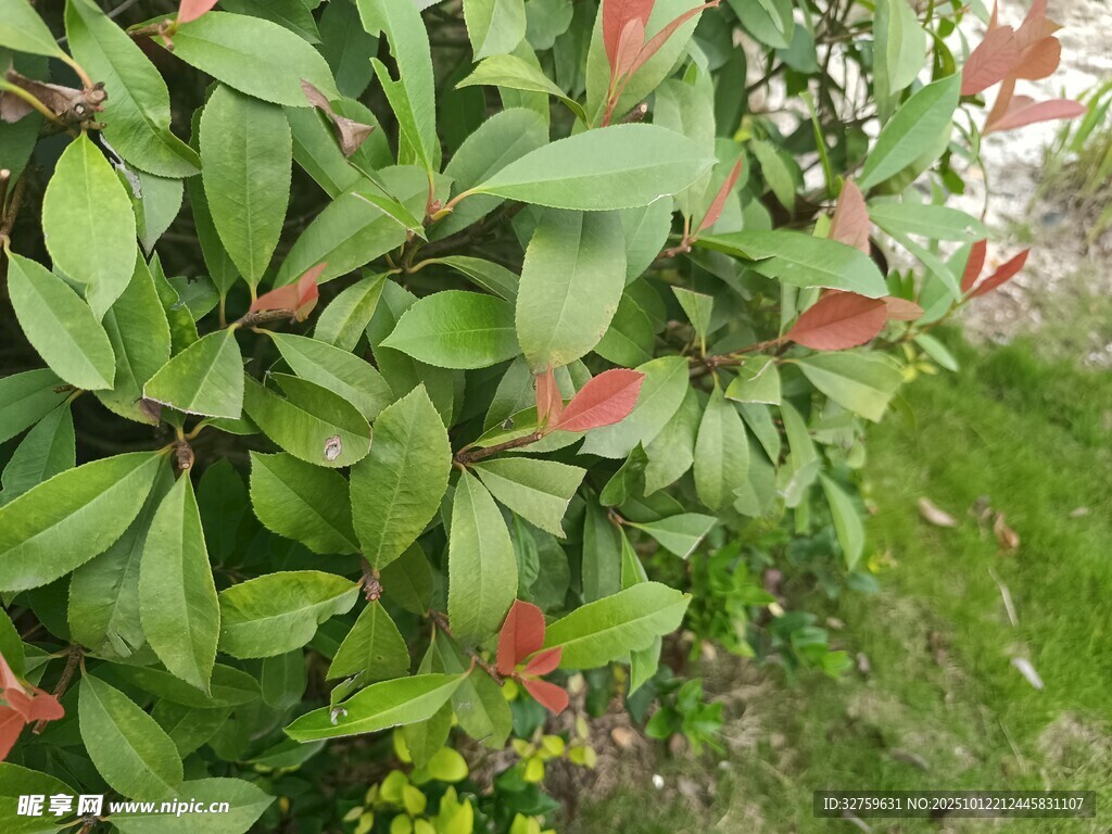 綠葉紅邊植物特寫
