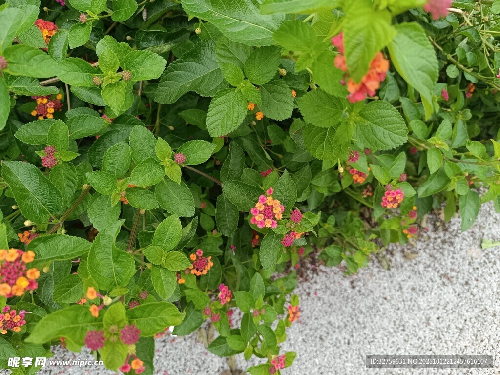 綠葉間綻放的鮮艷小花