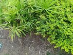 翠綠植物生機(jī)盎然