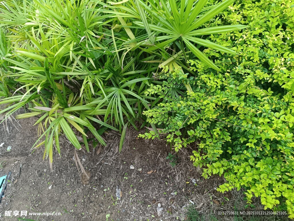 翠綠植物生機(jī)盎然