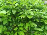 翠綠繁茂的綠植墻