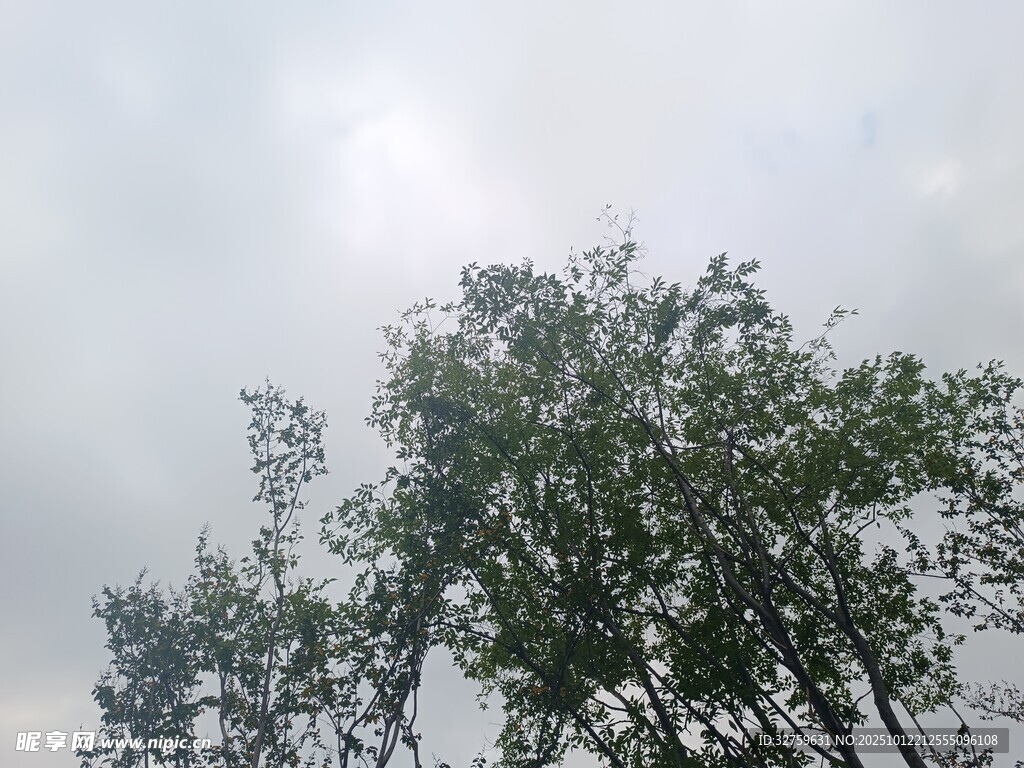 云霧中挺立的樹木
