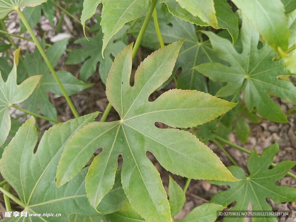 綠葉繁茂的植物特寫
