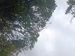 仰視茂密樹林枝葉