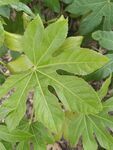 掌狀綠葉植物特寫