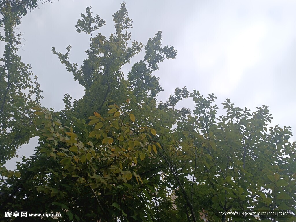 枝葉繁茂的樹木