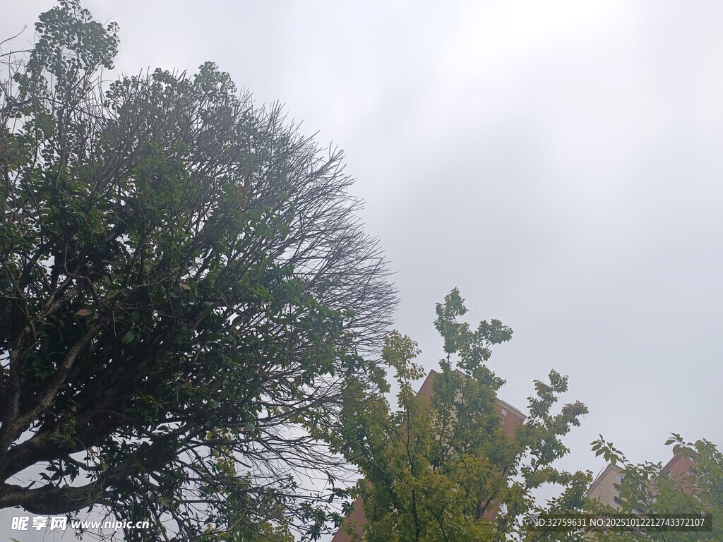 云霧中蔥郁樹(shù)木景觀