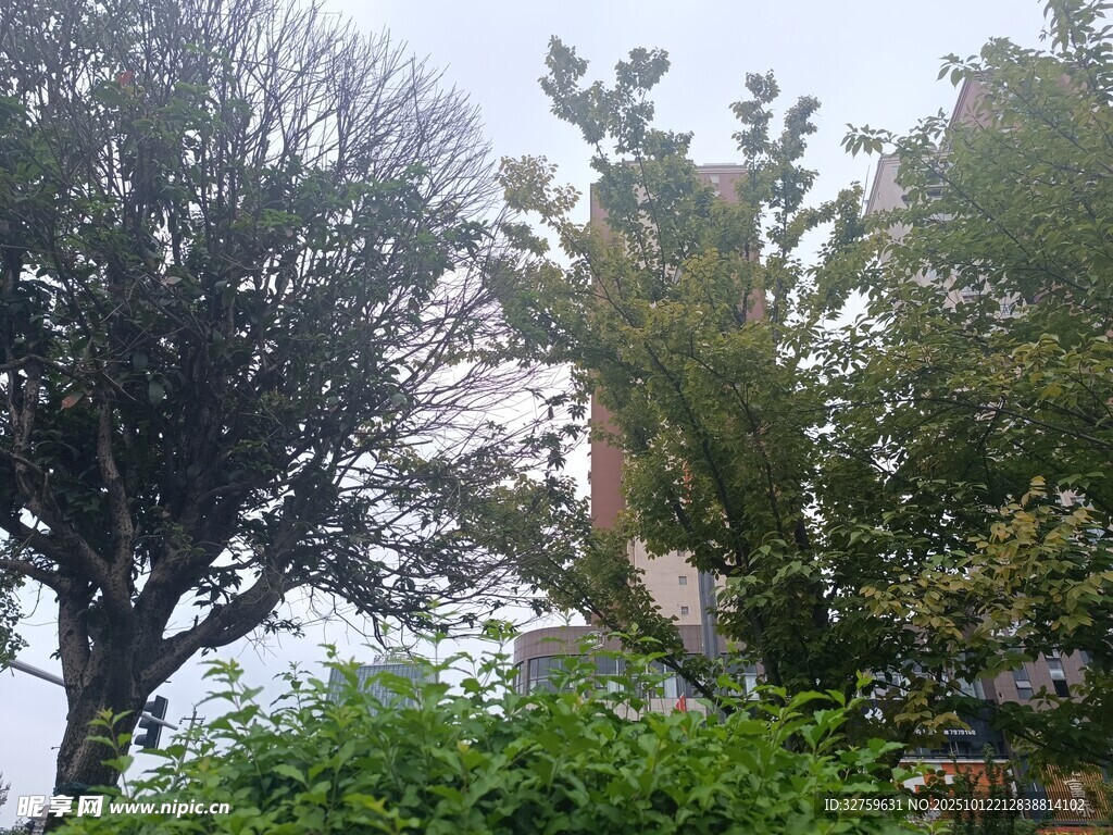 戶外繁茂綠植與樹木景觀
