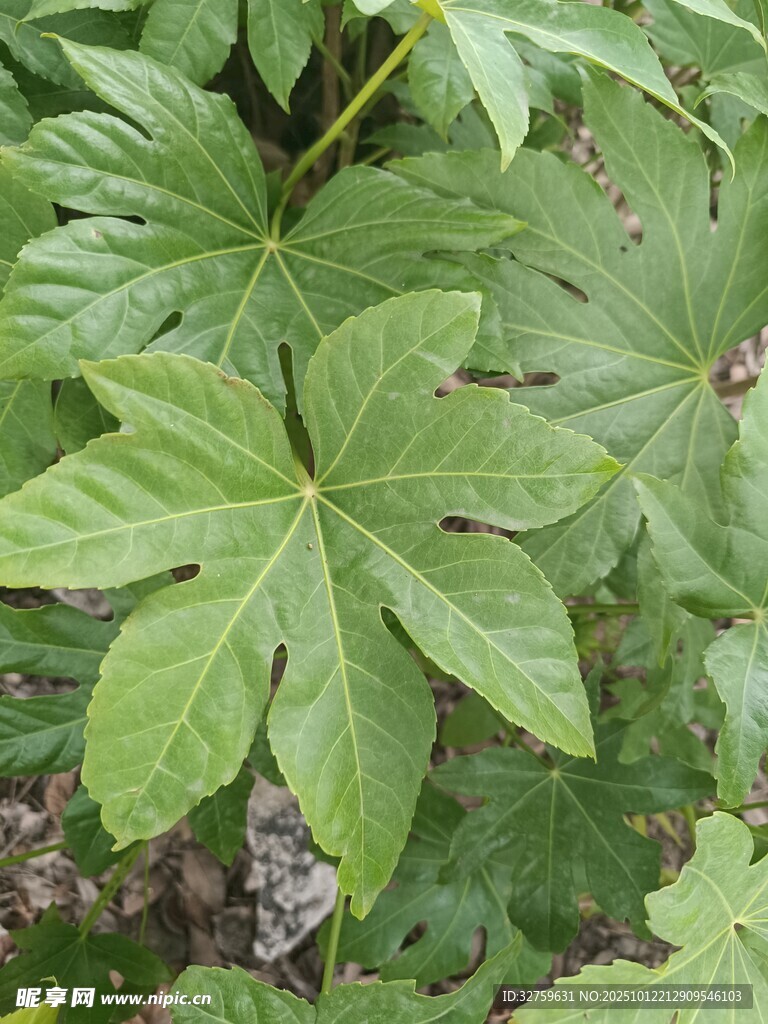 大葉片植物特寫