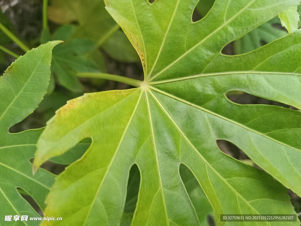 大葉片綠植特寫(xiě)