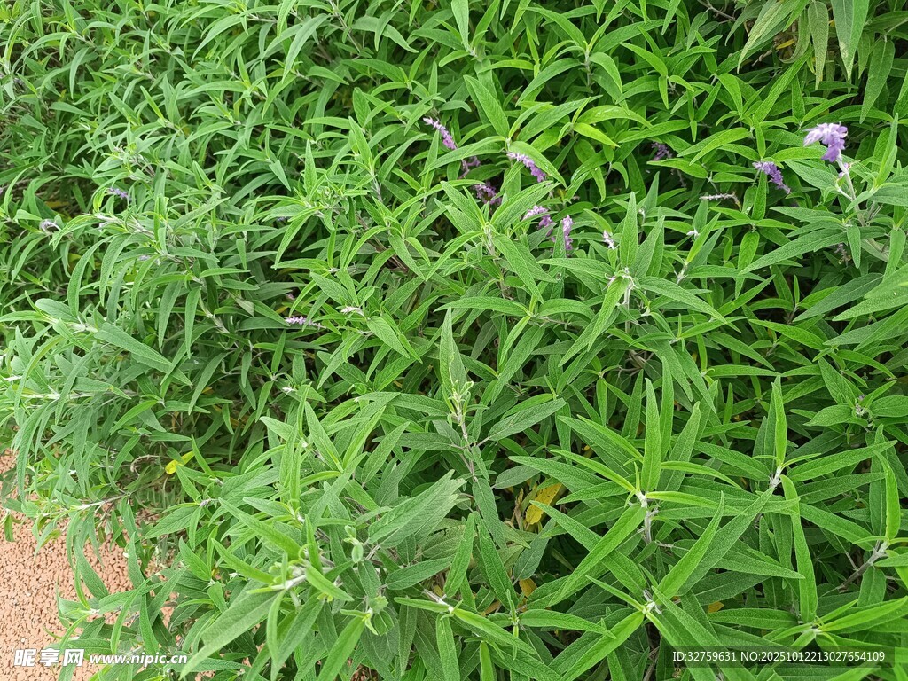 翠綠草叢中的紫色小花