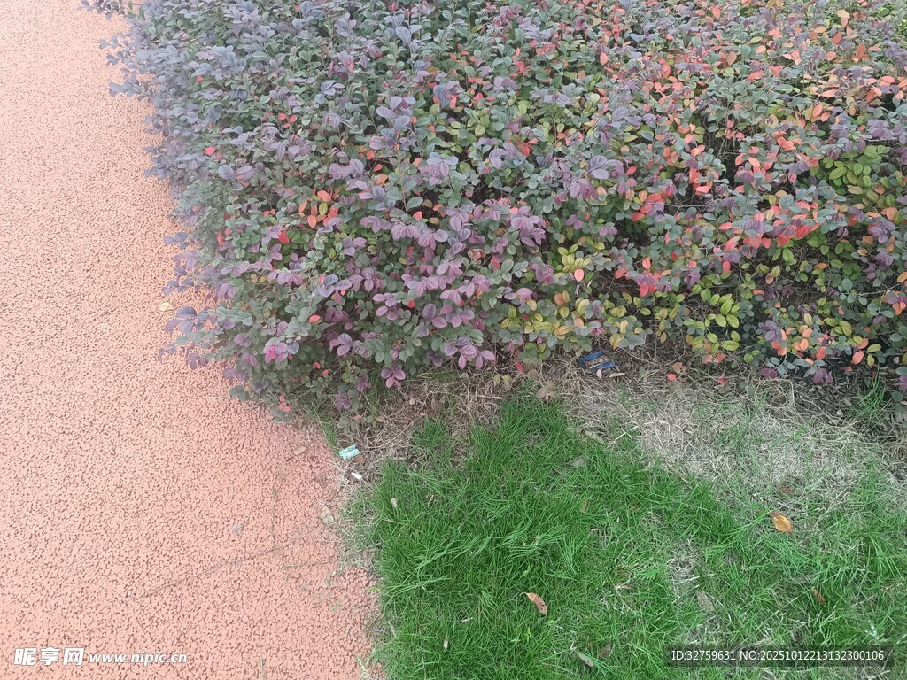 路邊多彩植物景觀