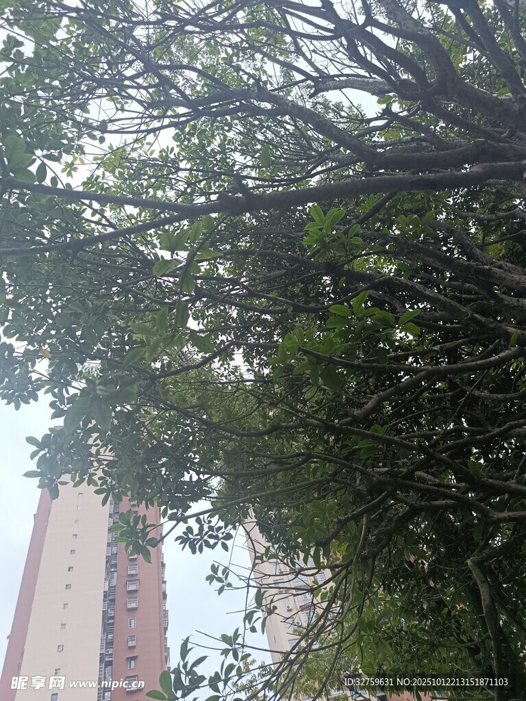 城市中繁茂的綠樹(shù)景觀