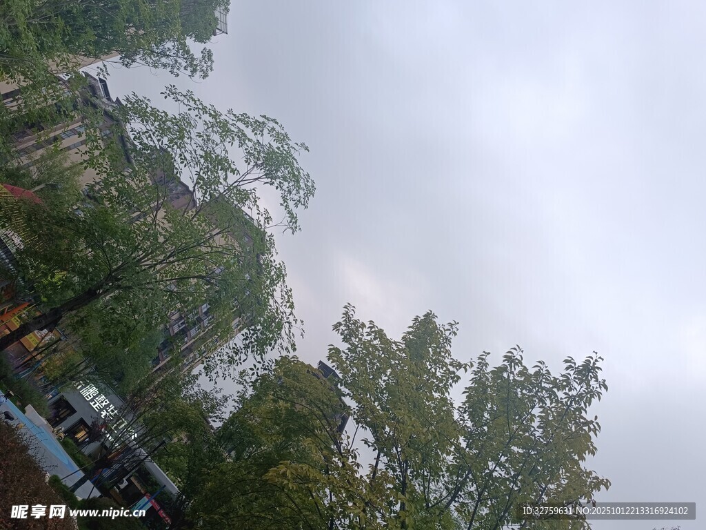 陰天里的茂密樹林