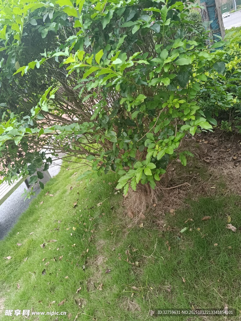 路邊綠意盎然的灌木叢