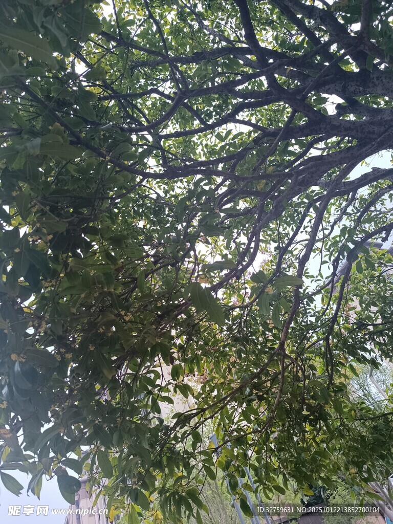 繁茂大樹枝葉交織景象