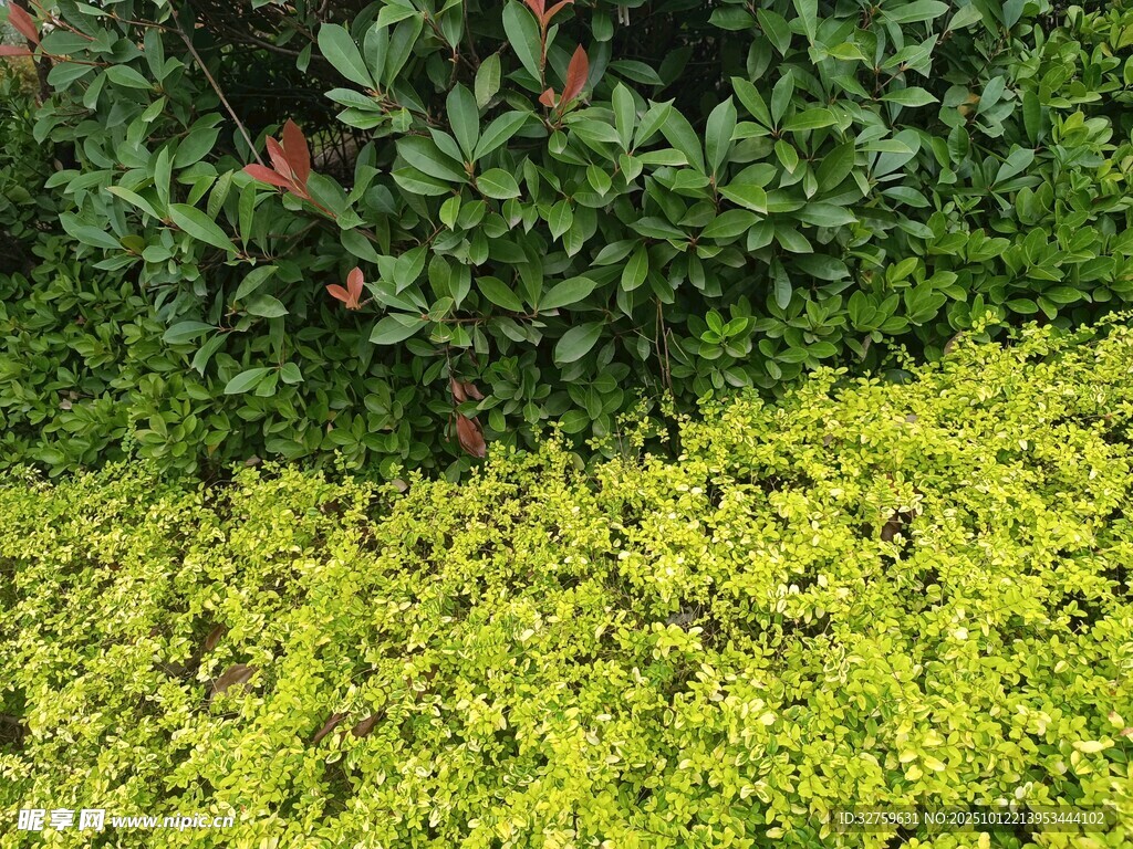 黃綠相間的繁茂植物景觀