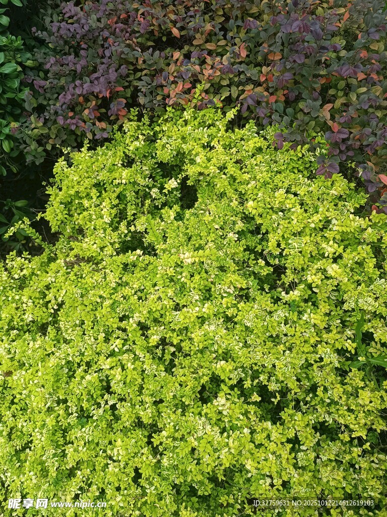 翠綠繁茂的植物景觀