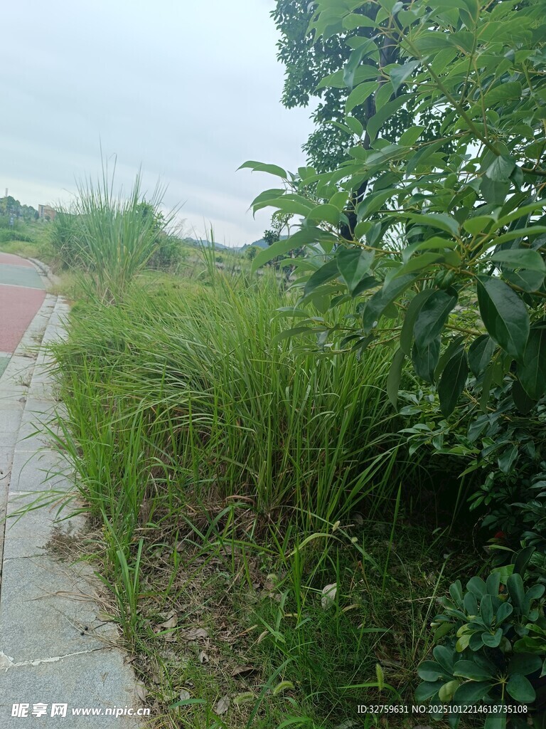 路邊繁茂綠植景觀