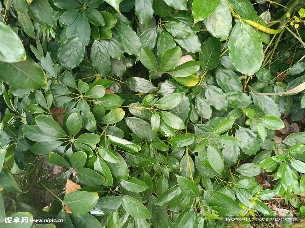 翠綠繁茂的植物葉片