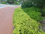 城市中綠意盎然的步道