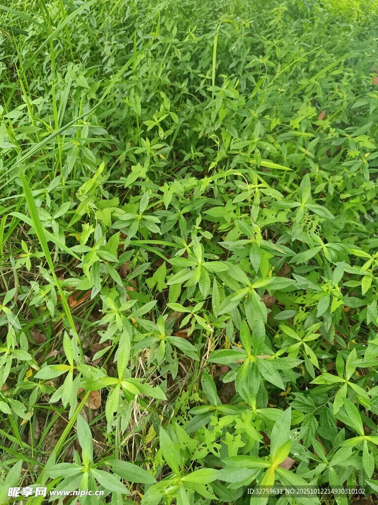 綠意盎然的植物幼苗