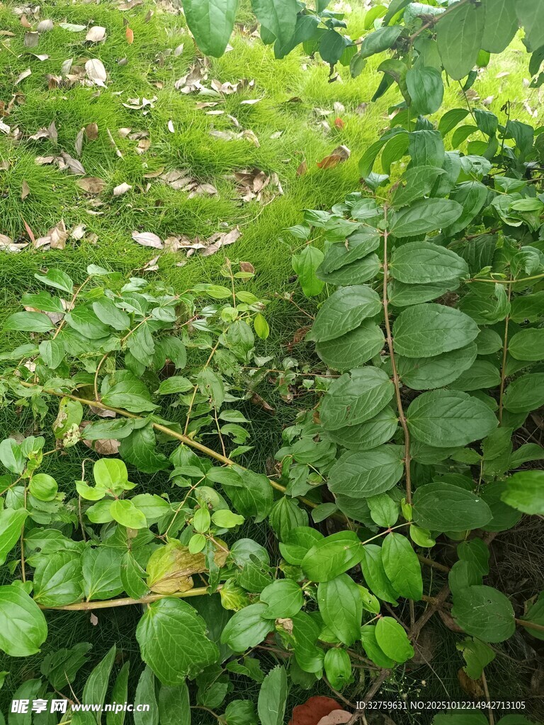 茂密綠植景觀