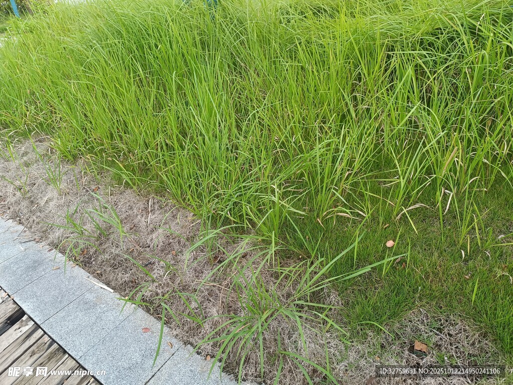 木棧道旁的翠綠野草