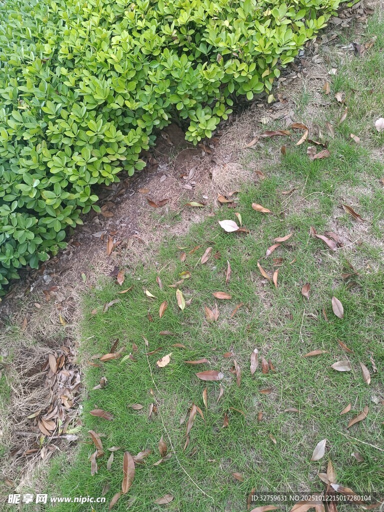 草地與綠植的自然景致